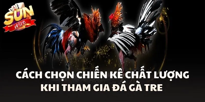 Cách chọn chiến kê chất lượng khi tham gia Đá Gà Tre 
